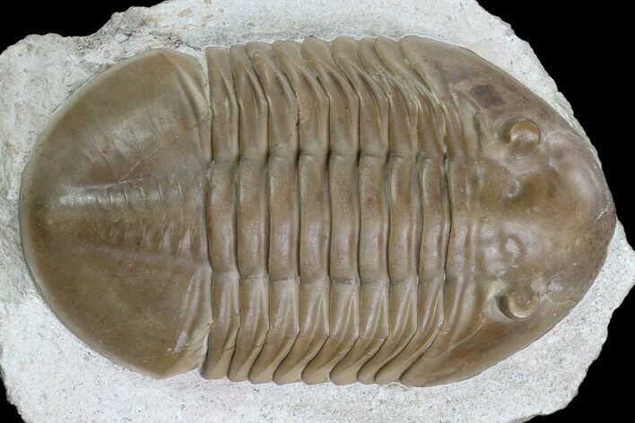 Asaphus Lepidurus Trilobite - Beautiful Specimen #125663